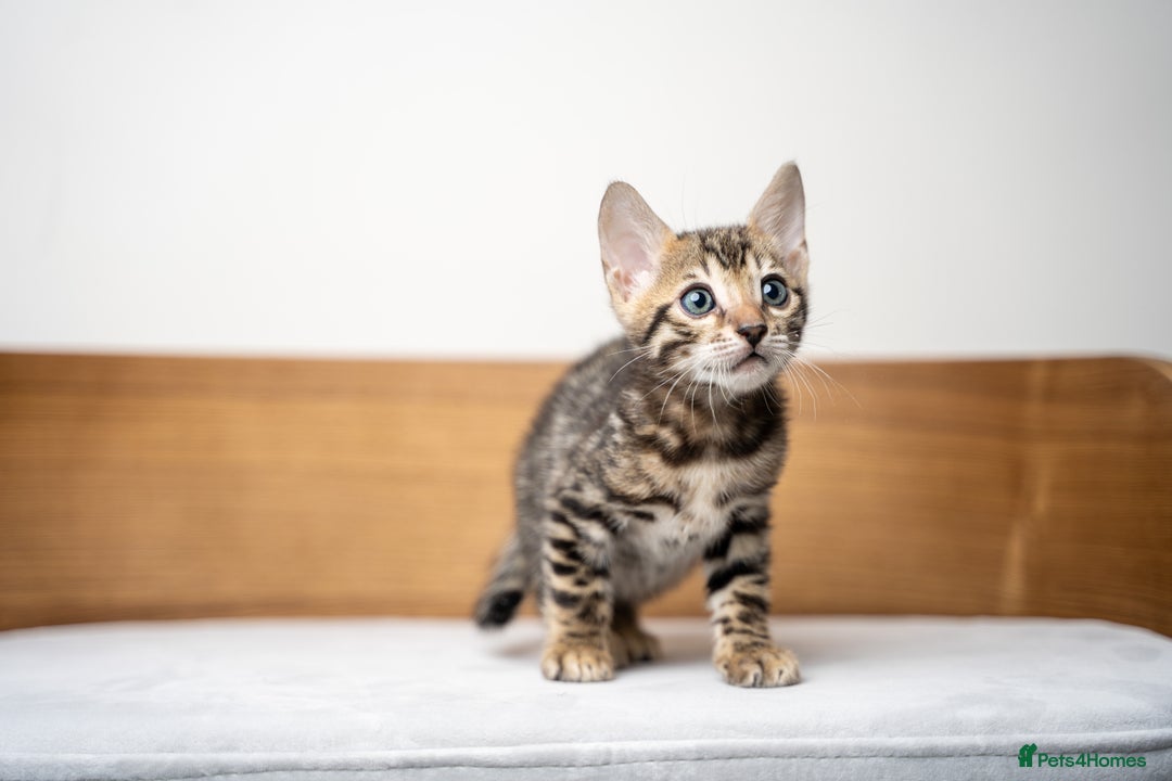 Bengal cats for sale: TICA-Certified Bengal Kittens, Show Quality - Image 19