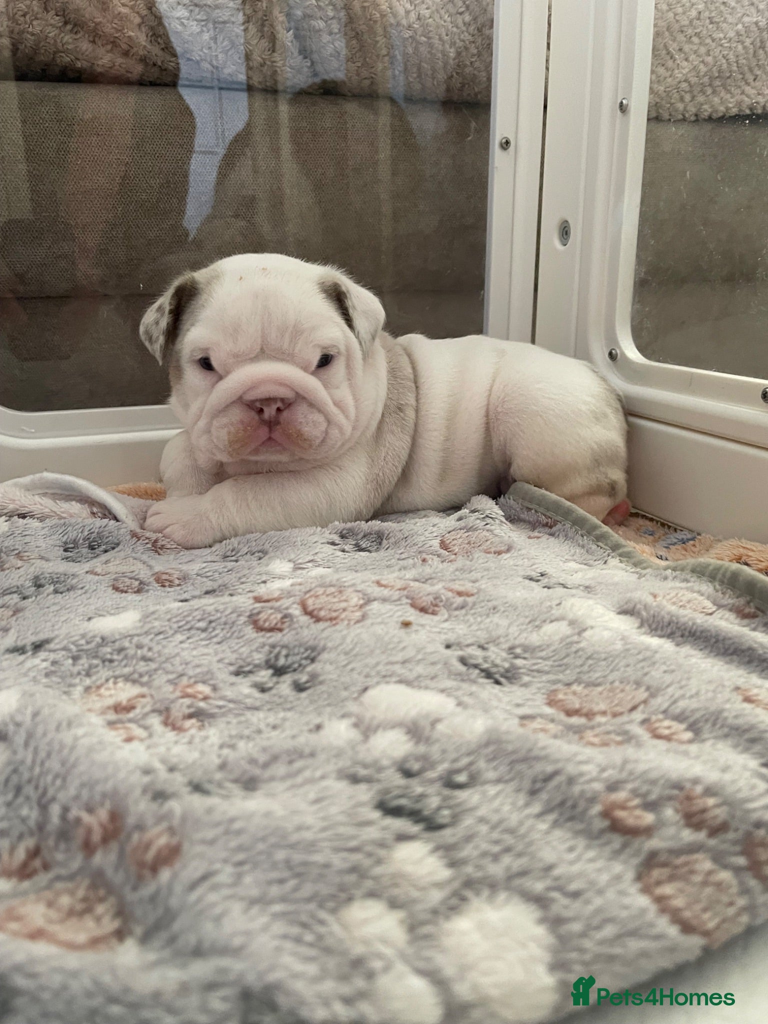 English Bulldog dogs ⭐️✨ Stunning fluffy English Bulldogs - L1 Gene ⭐️✨ - Advert 2