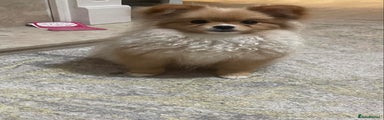 Pomeranian Puppy 3