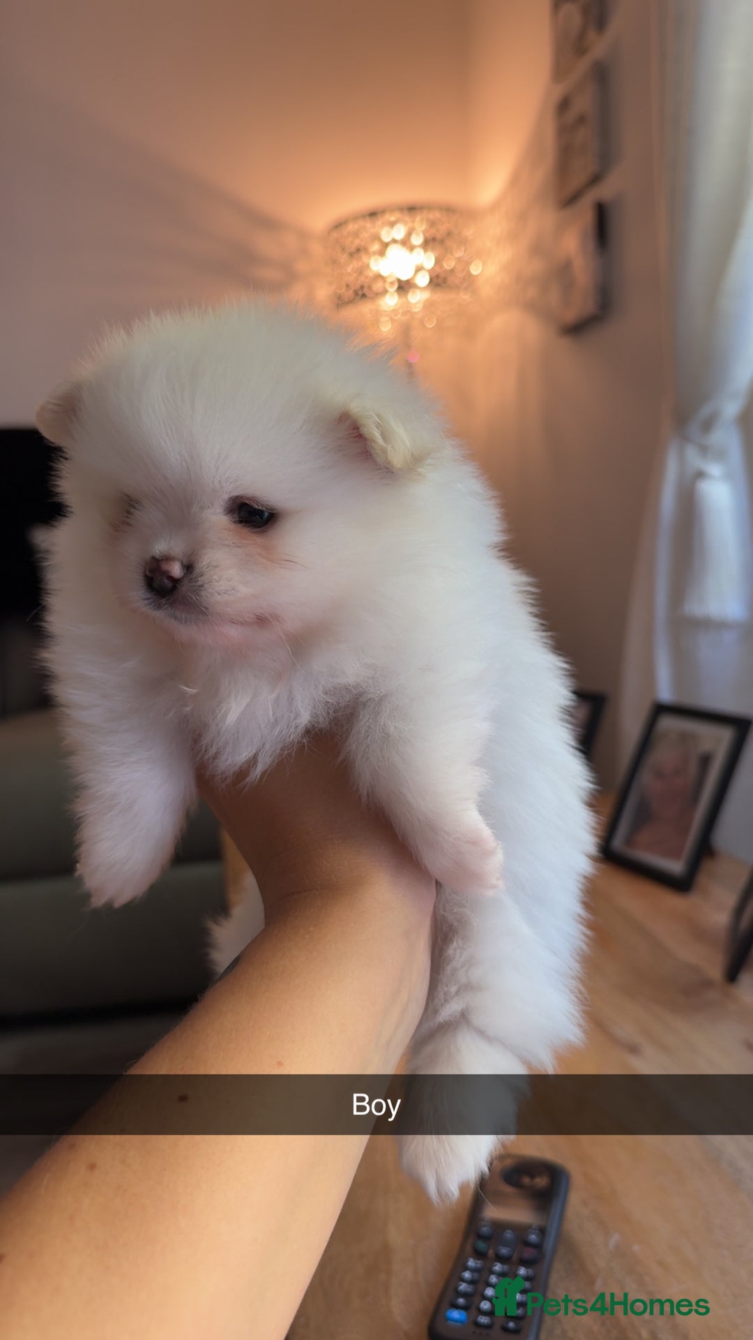 Pomeranian dogs for stud: Tiny Pomeranian (STUD USE ONLY) - Advert 9