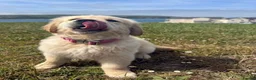 Golden Retriever dogs for sale: Beautiful Trained Golden Retriever Puppy - Advert 3