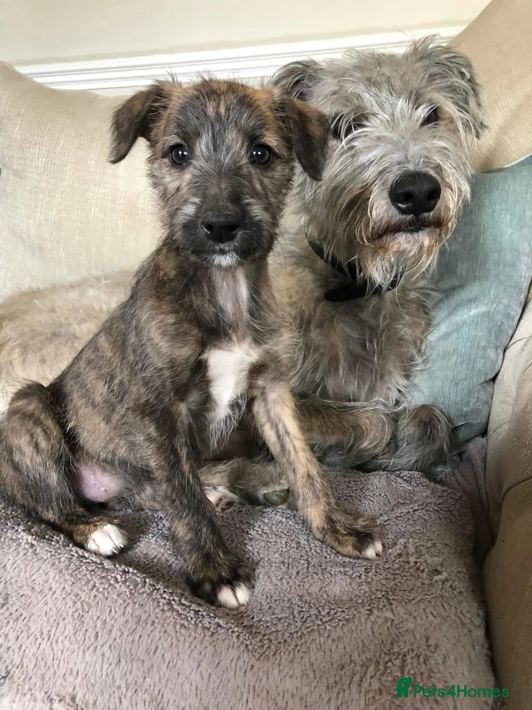 Bedlington Terrier dogs for sale: Bedy/whip pups - Advert 13