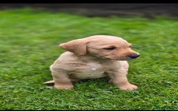 Labrador Retriever dogs for sale: Working Lab's  - Image 1