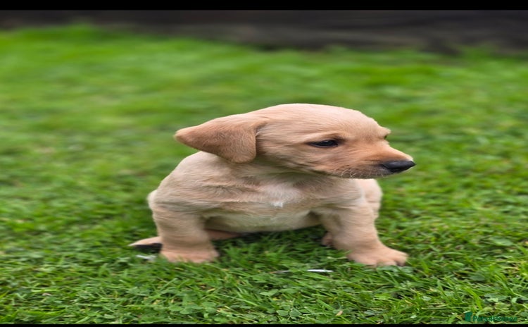 Labrador Retriever dogs - Advert 2