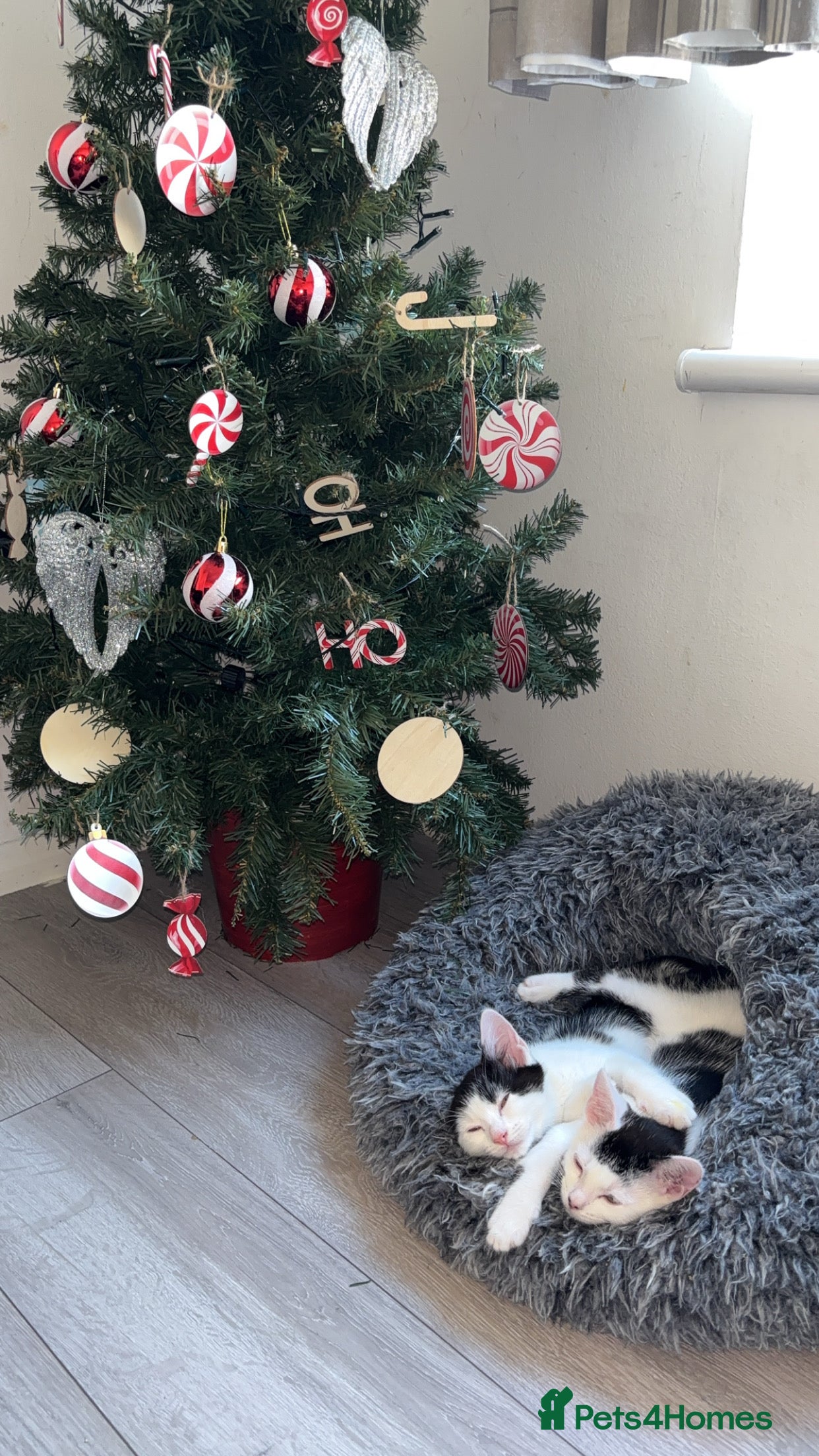 Mixed Breed cats Kittens for sale  - Advert 4