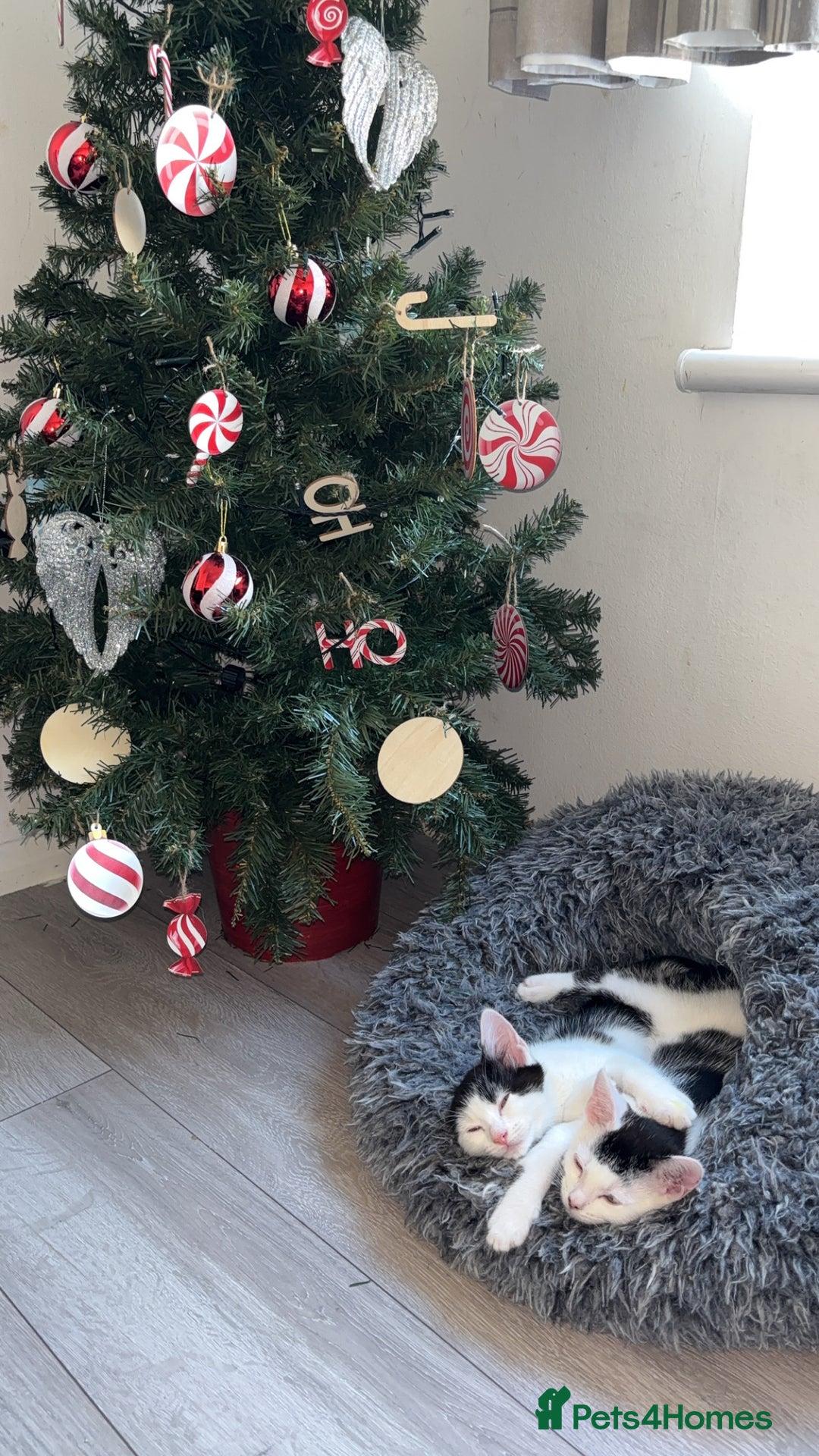 Mixed Breed cats for sale: Kittens for sale  - Advert 1