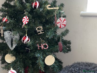 Mixed Breed cats Kittens for sale - Advert 1