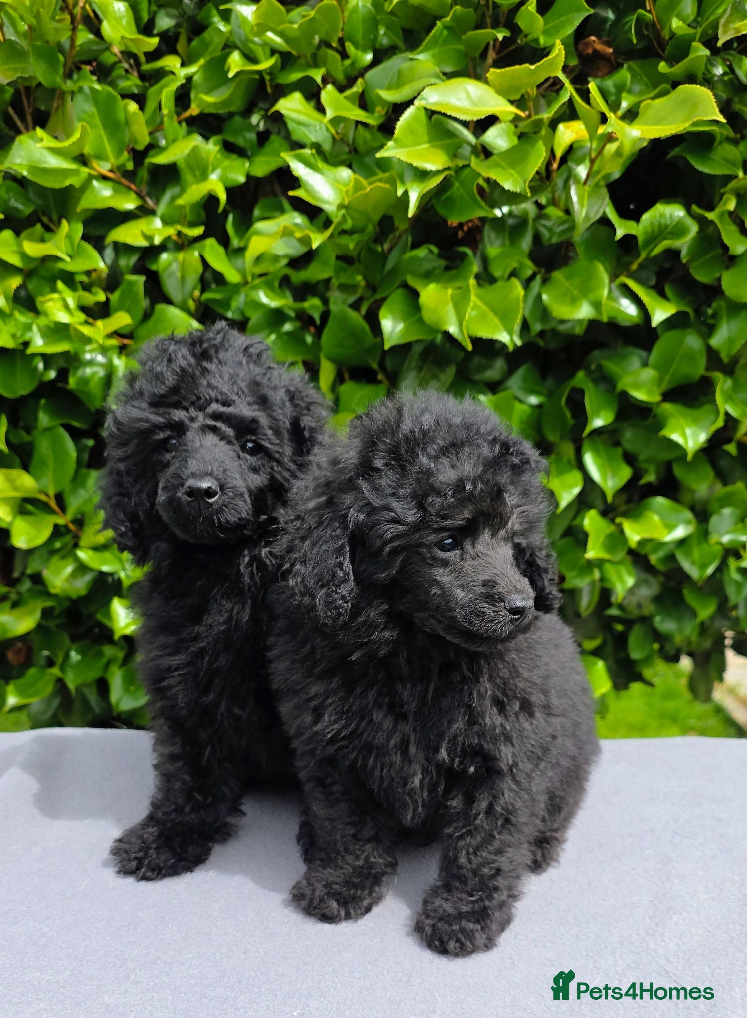 Toy Poodle dogs KC REGISTERED TOY POODLES FULLY HEALTH TESTED  - Advert 9