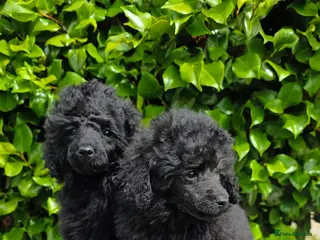 Toy Poodle dogs KC REGISTERED TOY POODLES FULLY HEALTH TESTED - Advert 2