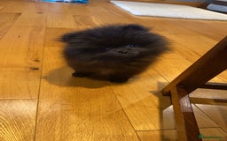 Pomeranian dogs for sale: Beautiful boy Pomeranian puppy 💙 - Image 9