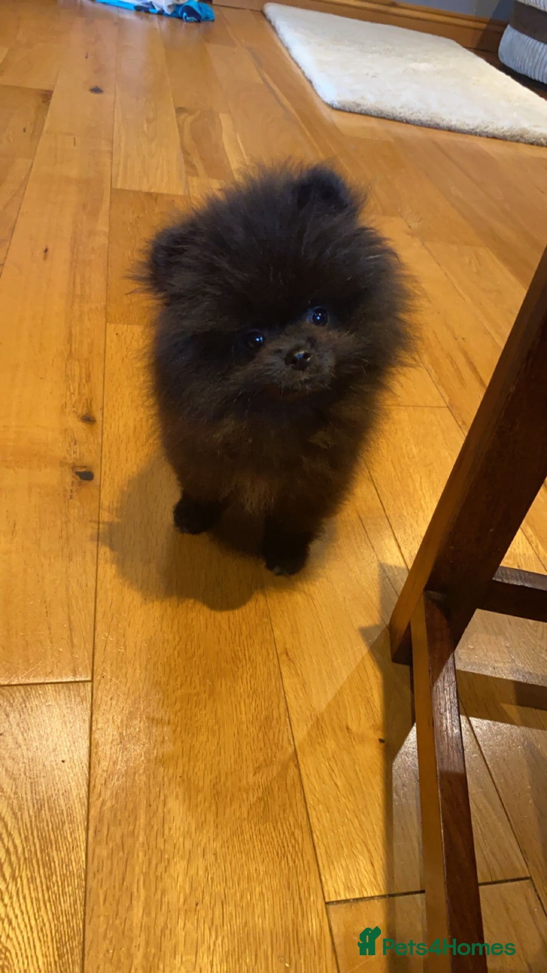 Pomeranian dogs for sale: Beautiful boy Pomeranian puppy 💙 - Image 9