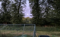 Rottweiler dogs for sale: Gorgeous KC Registered Rottweiler Puppies  - Image 21