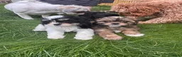 Mixed Breed dogs for sale: Shihpoo - Advert 17