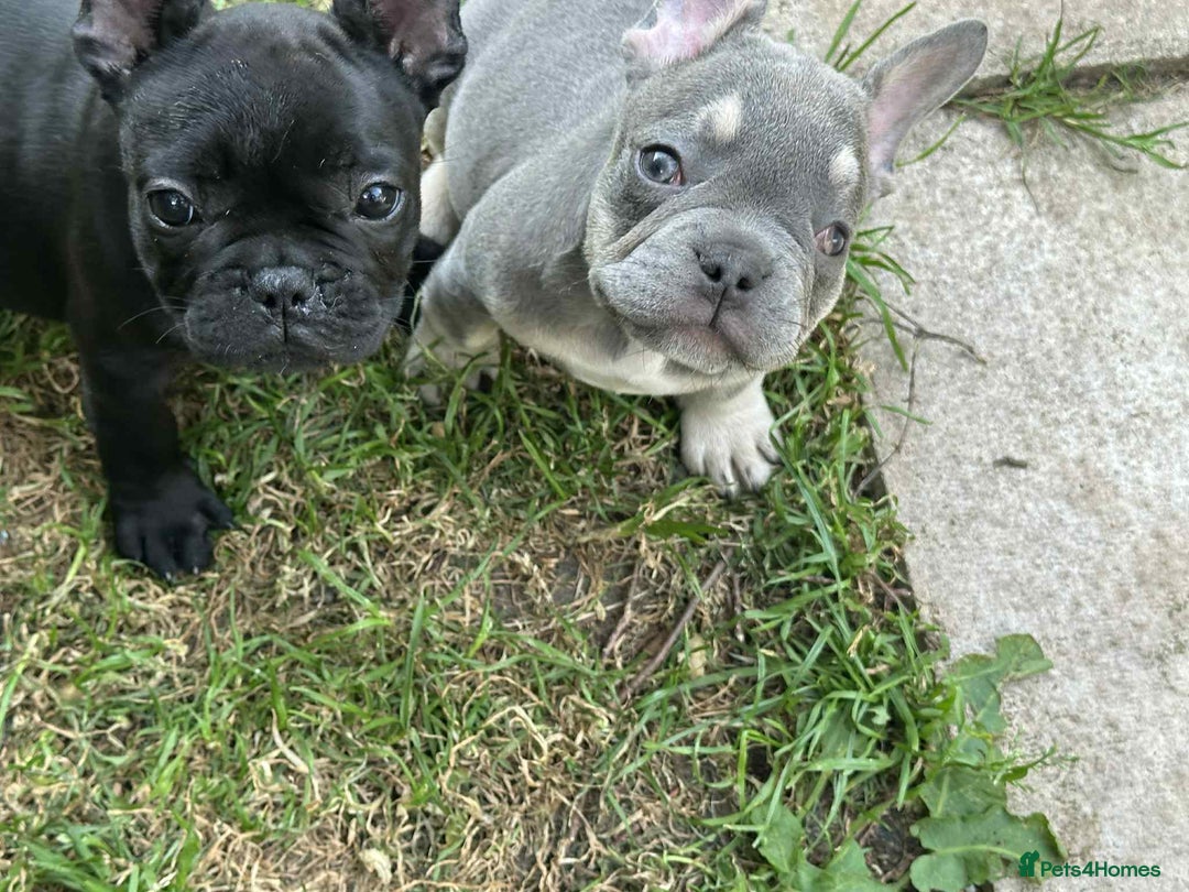 French Bulldog dogs for sale: French Bulldogs  - Image 5