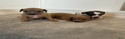 Italian Greyhound dogs for sale: Beautiful KC Reg Italian Greyhound puppies  - Advert 3