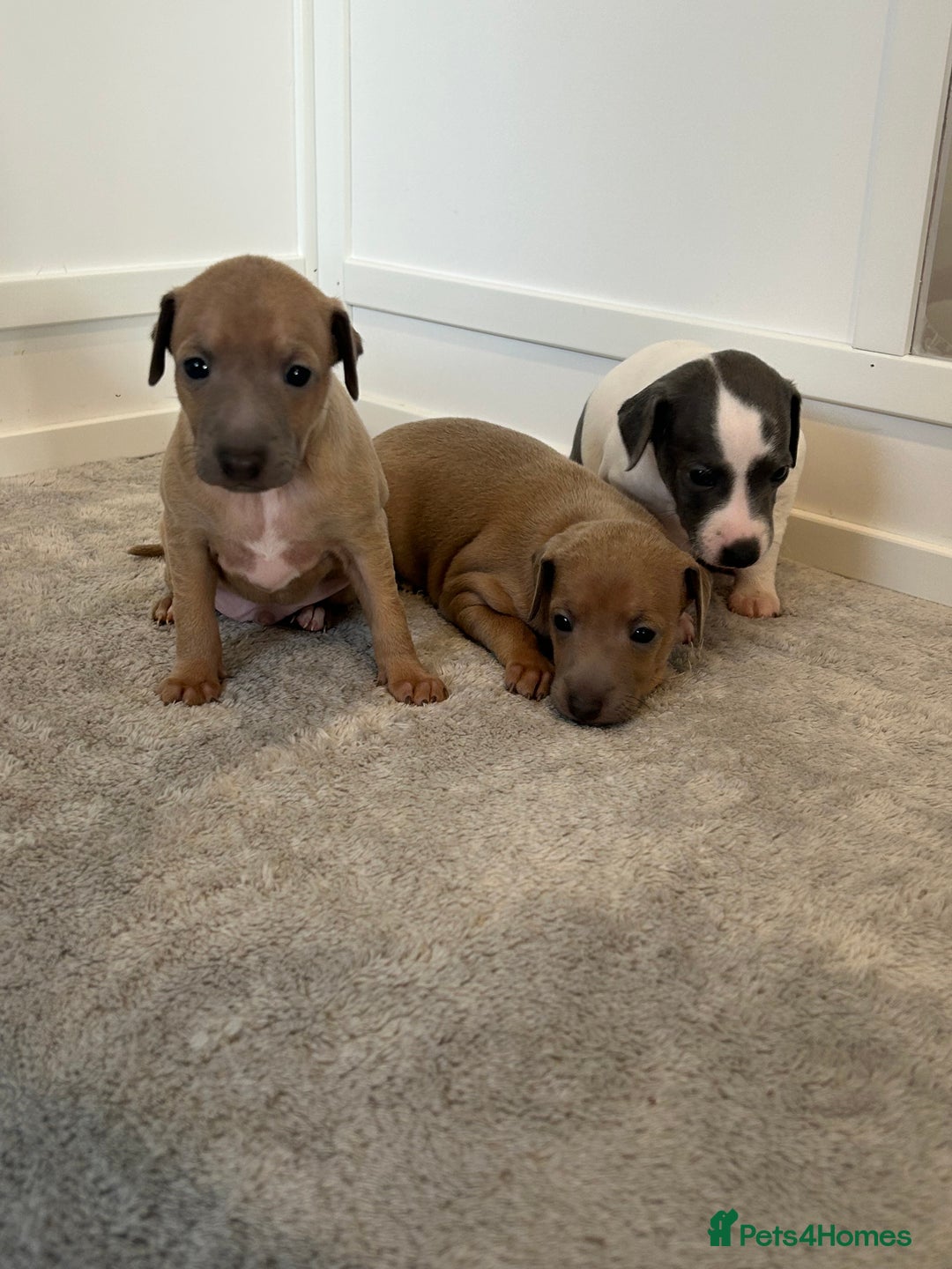 Italian Greyhound dogs for sale: Beautiful KC Reg Italian Greyhound puppies  - Advert 3