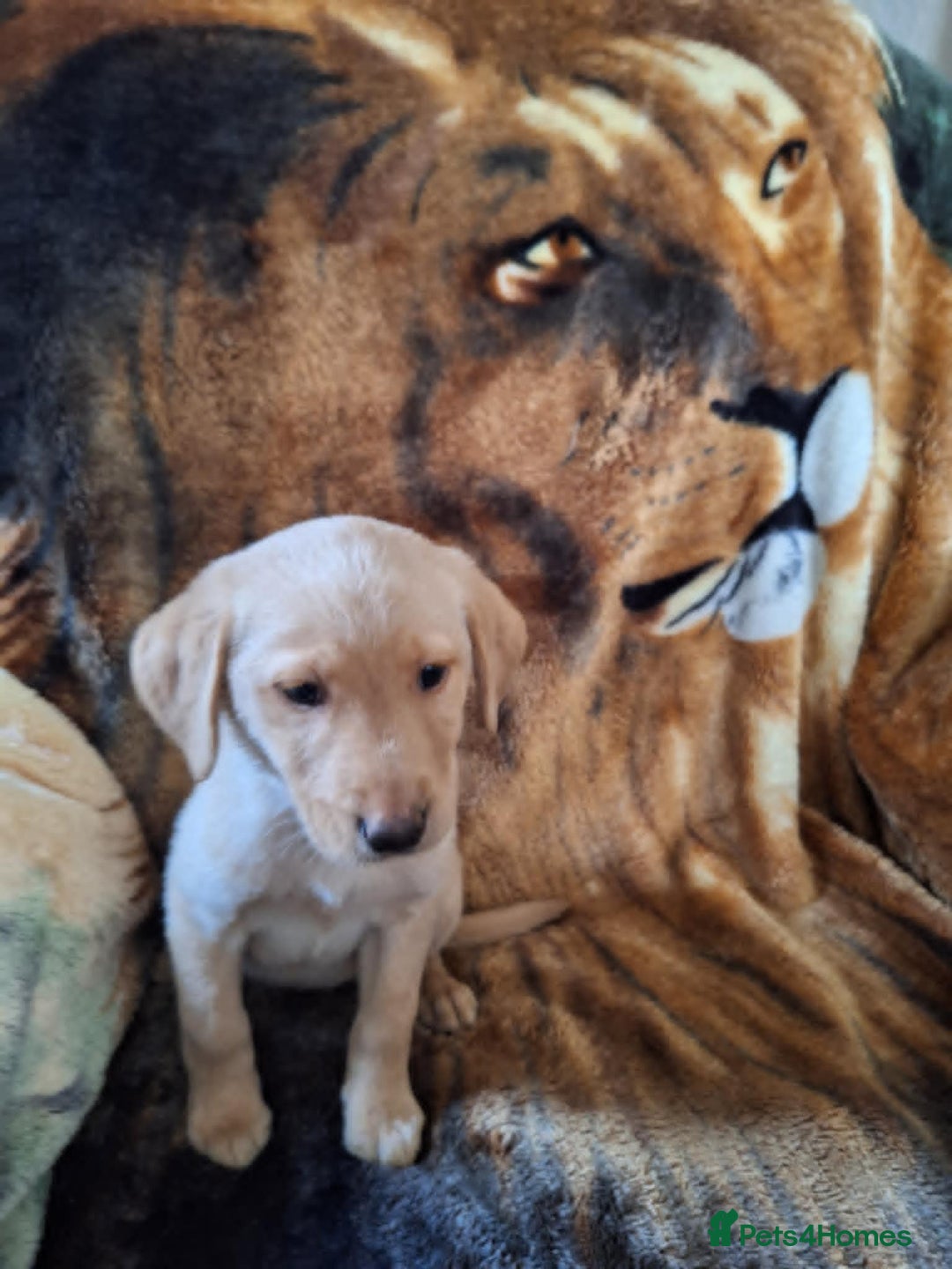 Labrador Retriever dogs for sale: labrador puppys in Lowestoft - Image 4