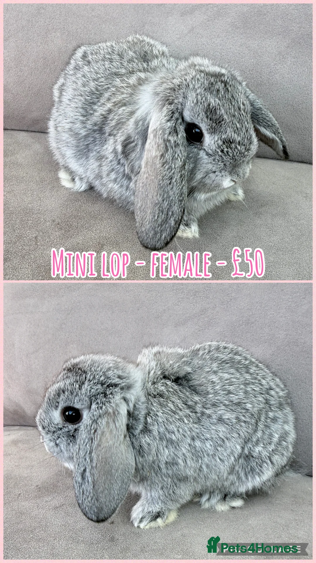 Mixed Breed rabbits for sale: Rabbits - Mini Lops & Dutch x Rex - Advert 2