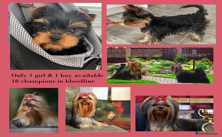 Yorkshire Terrier dogs KC reg 18 champions in bloodline 1boy+ 1 girl - Advert 5