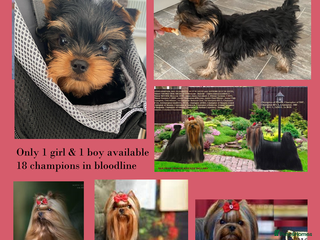 Yorkshire Terrier dogs KC reg 18 champions in bloodline 1boy+ 1 girl - Advert 3