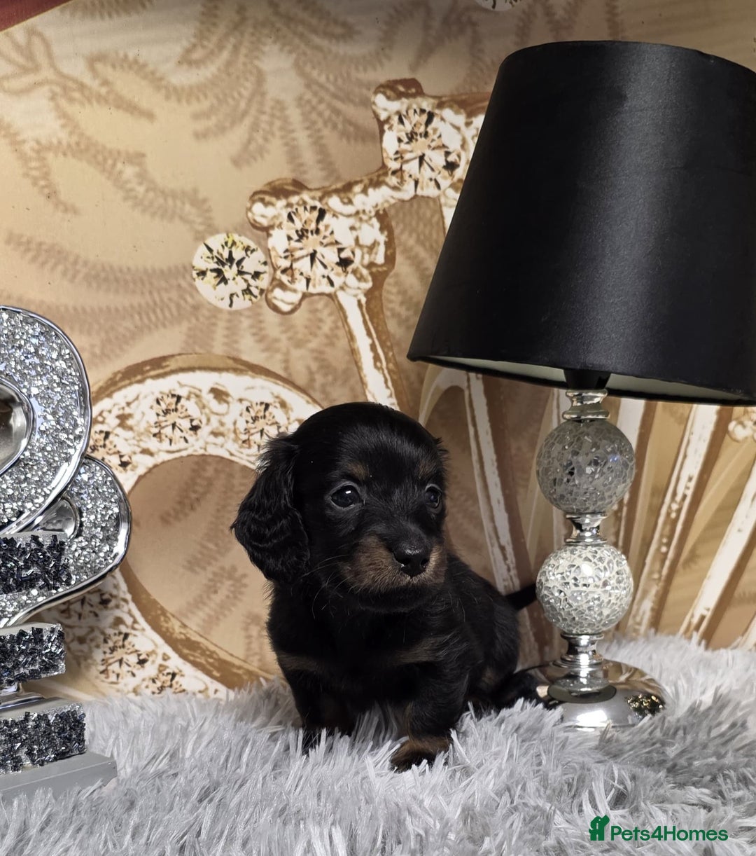 Miniature Dachshund dogs for sale: Adorable KC long coat boys available  - Advert 2