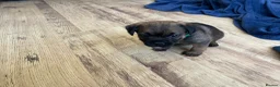 Border Terrier dogs for sale: KC REGISTERED BORDER TERRIER PUPPIES  - Advert 5