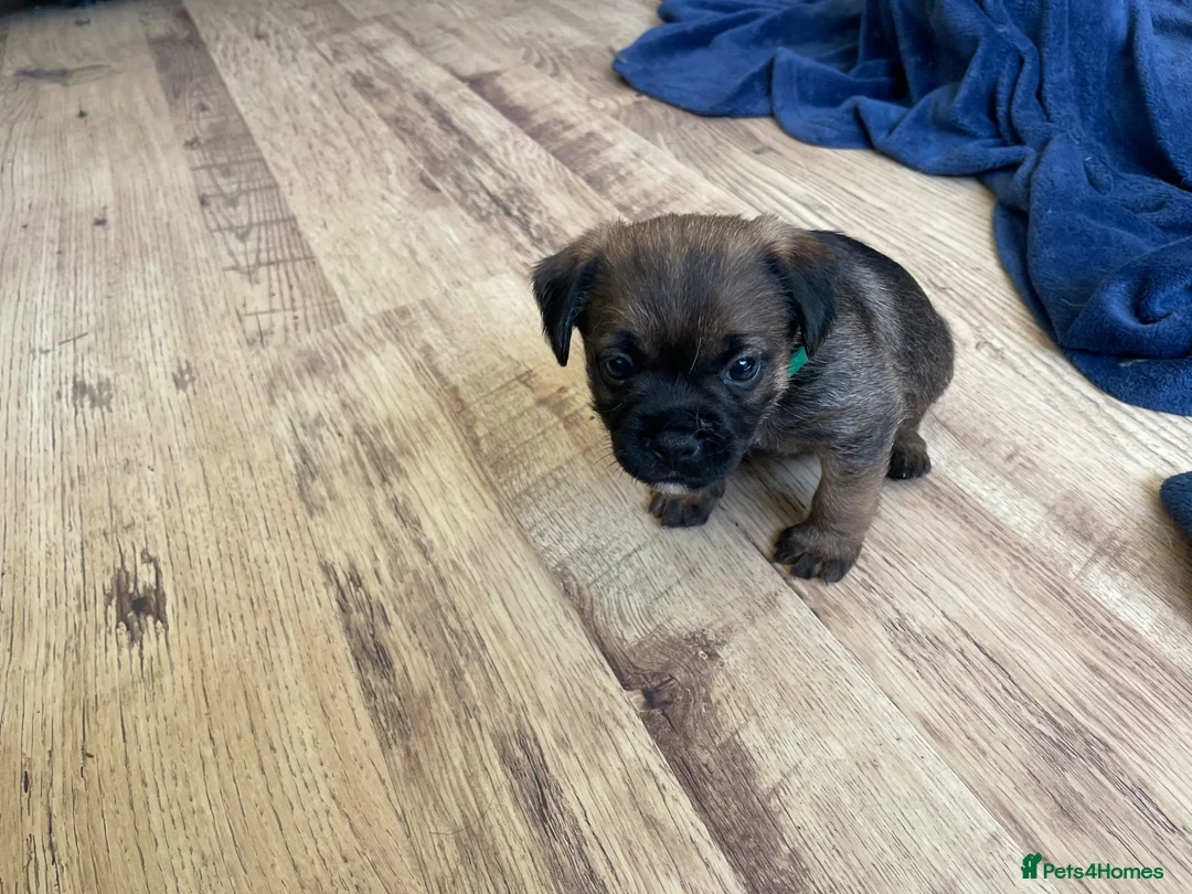 Border Terrier dogs for sale: KC REGISTERED BORDER TERRIER PUPPIES  - Advert 5