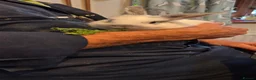 Dwarf Lop rabbits for sale: Dwarf lop cross with Netherland dwarf bunnies  in Tenby - Advert 5