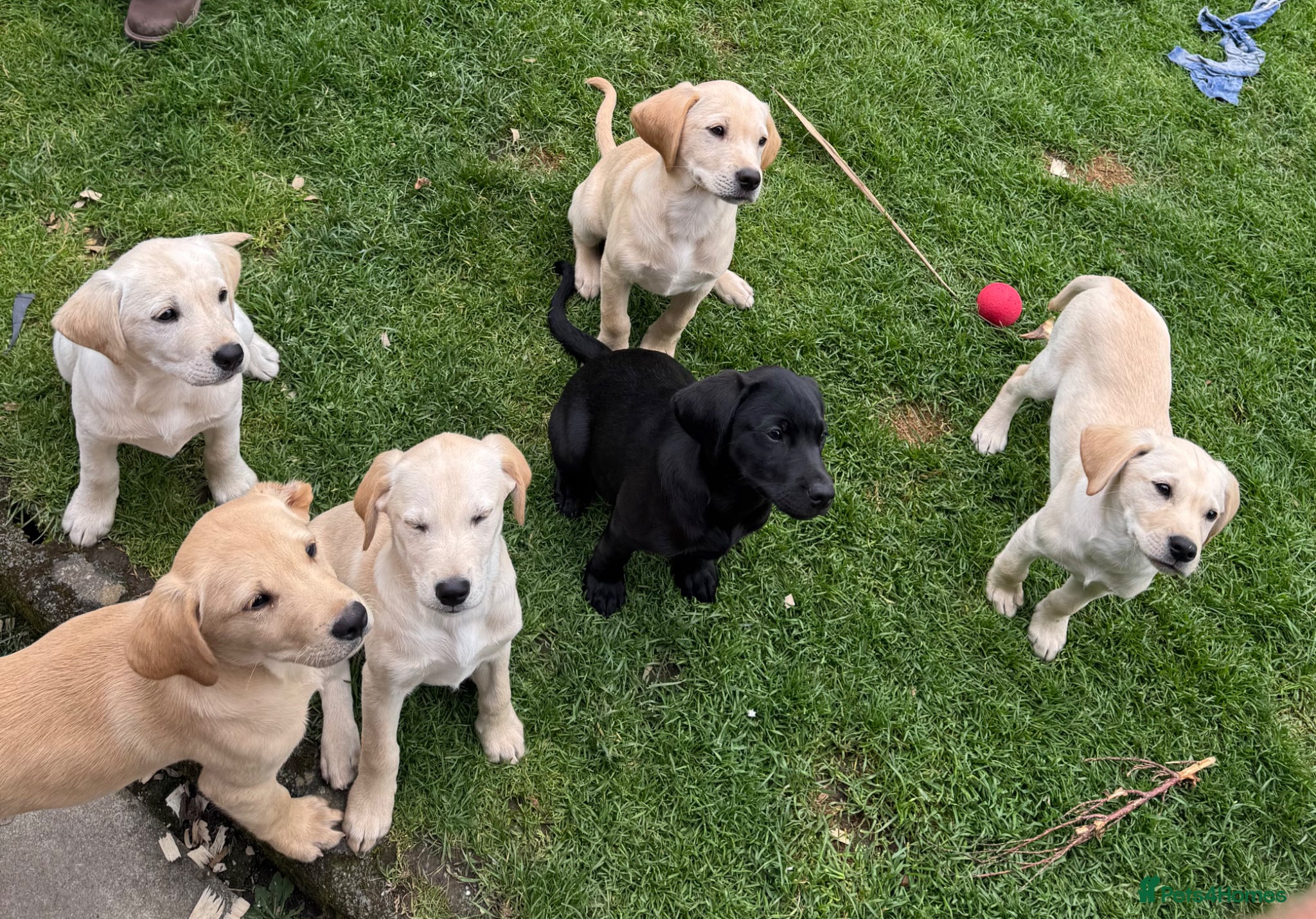 Labrador Retriever dogs for sale: Labradors in Tywyn - Advert 3