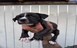American Bull Staffy dogs for sale: Adorable American Staffordshire Terrier Puppies - Image 9
