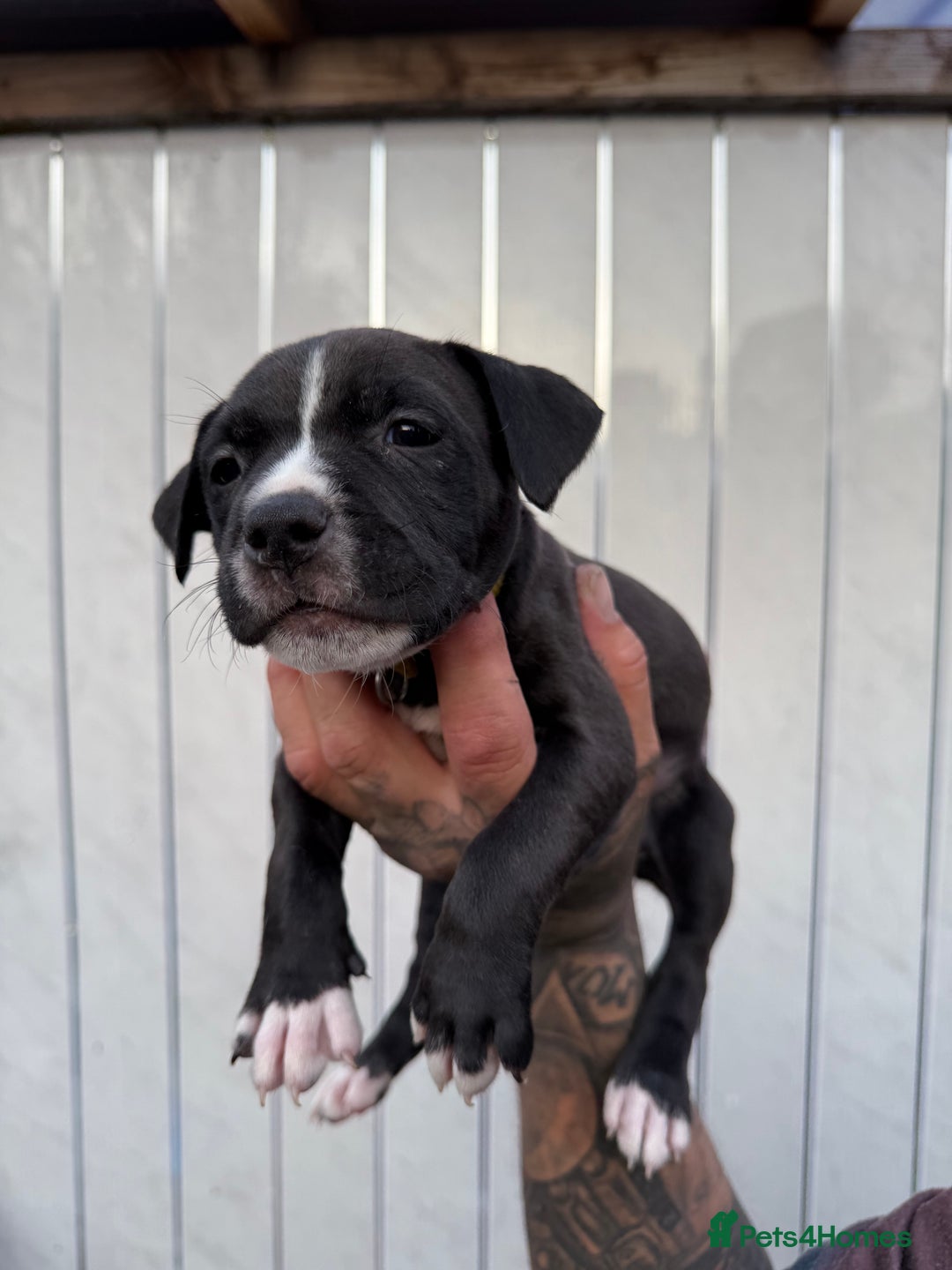 American Bull Staffy dogs for sale: Adorable American Staffordshire Terrier Puppies - Image 9