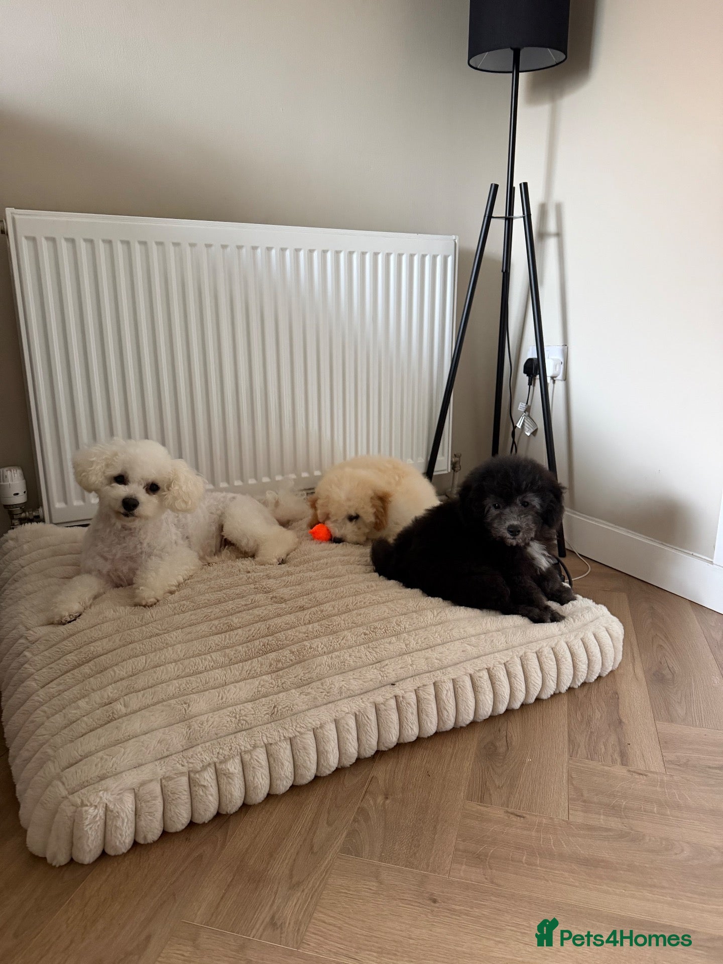Poochon dogs for sale: Beautiful silver health tested Poochon  - Advert 1