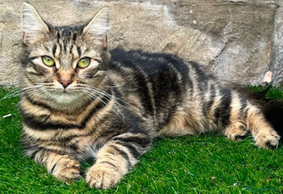 Mixed Breed cats for sale: 🐾 Stunning Mixed Breed Female Kitten Available 🐾 - Advert 8