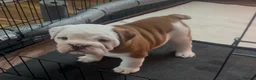 English Bulldog dogs for sale: English Bulldog pups  in Belfast - Advert 4