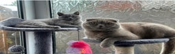 Scottish Fold cats for sale: Scotish fold  - Advert 1