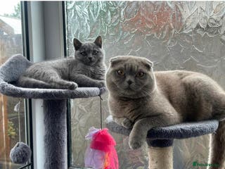 Scottish Fold cats Scotish fold - Advert 1