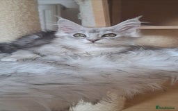 Maine Coon cats for sale: Maine coon baby girl - Image 1