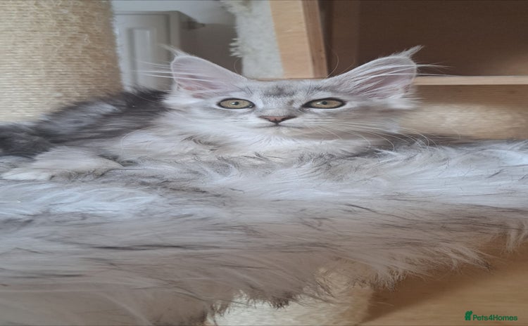 Maine Coon cats - Advert 1