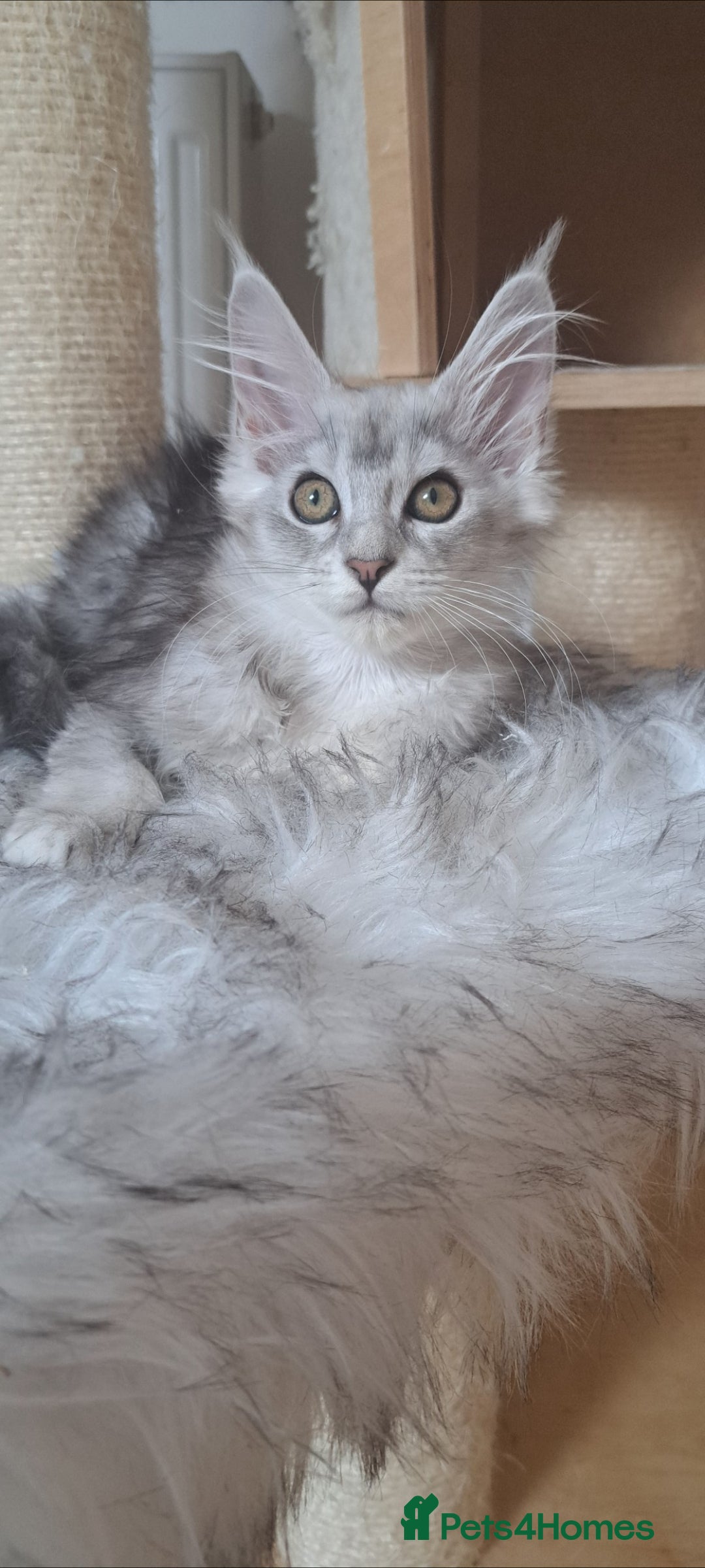 Maine Coon cats for sale: Maine coon baby girl - Image 1