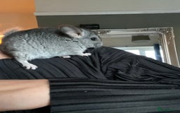 Chinchilla rodents for sale: Baby male chinchilla ready now  - Image 4