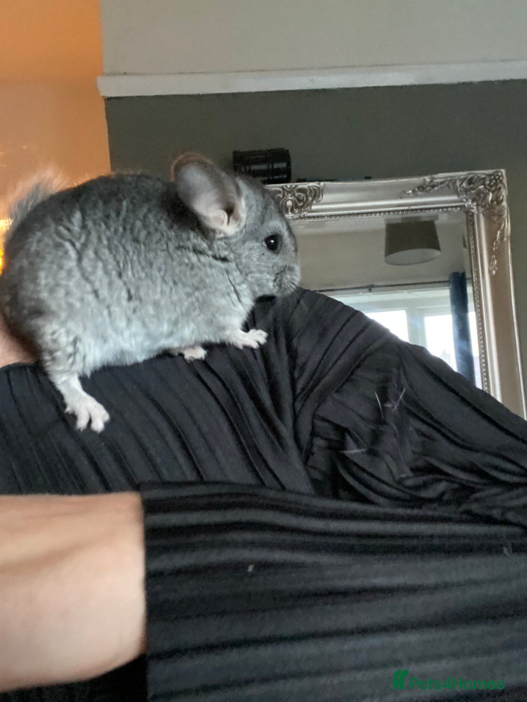 Chinchilla rodents for sale: Baby male chinchilla ready now  - Image 4