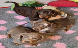 Miniature Dachshund dogs for sale: READY NOW...isabella miniature dachshund pups  - Image 16