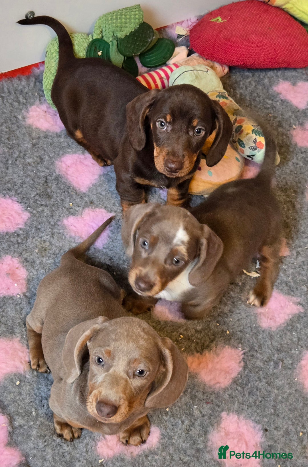 Miniature Dachshund dogs for sale: READY NOW...isabella miniature dachshund pups  - Image 16
