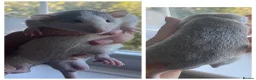 Rat rodents for sale: 5 dumbo bucks available  in Skelmersdale - Advert 5