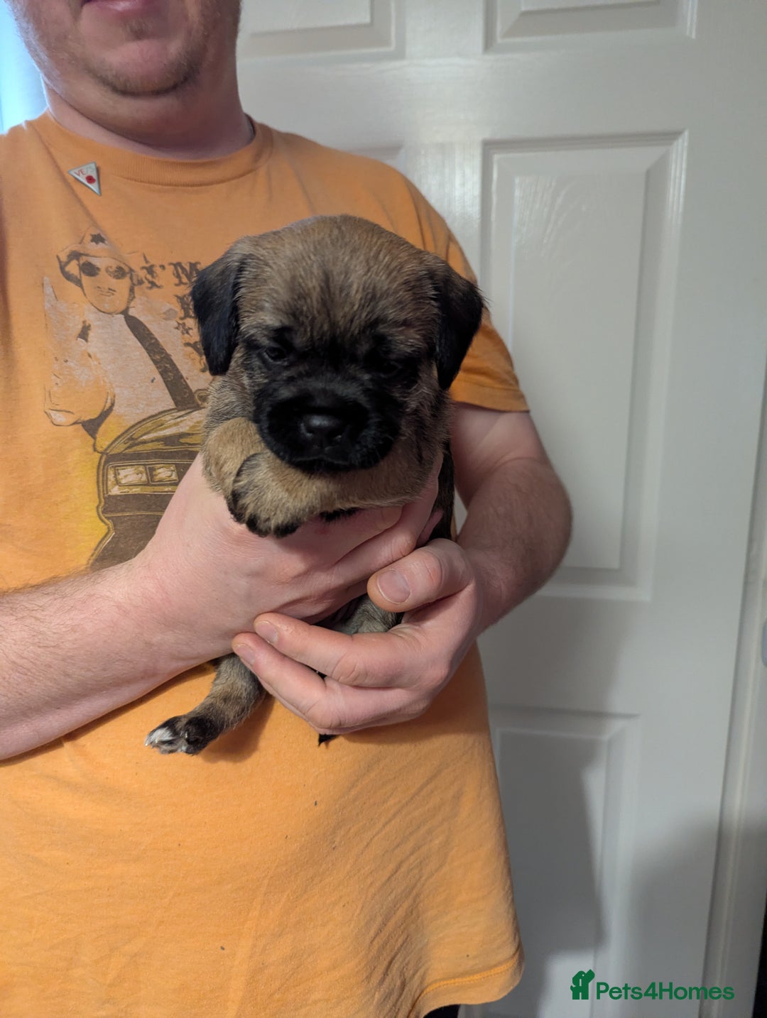 Border Terrier dogs for sale: KC Reg Border Terrier pups - Advert 14