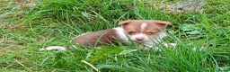 Jack Russell dogs for sale: 4 beautiful Jack Russel puppies £700 - Advert 8