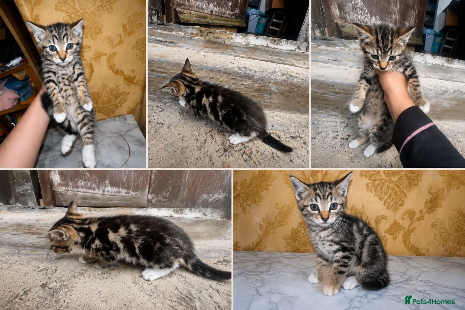 Mixed Breed cats 3 Adorable tabby kittens for sale  - Advert 5