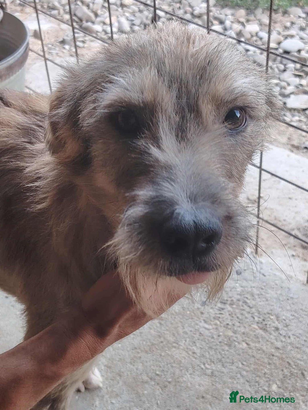 Mixed Breed dogs for adoption: Clifford is looking for a home!  - Advert 4