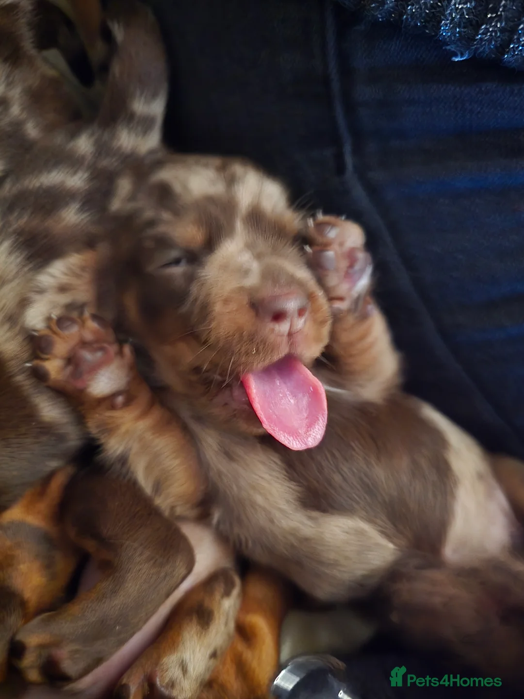 Miniature Dachshund dogs for sale: READY NOW 1 female dapple mini dachshund - Advert 20