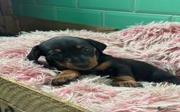 Miniature Dachshund dogs for sale: Smooth haired miniature dachshunds  - Image 4